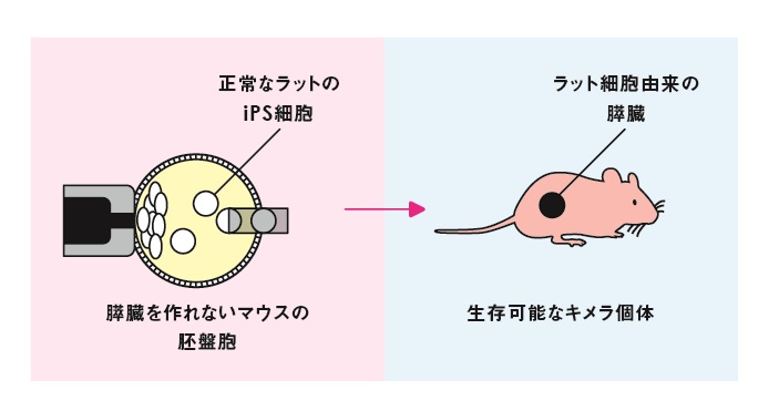 図3:異種間の胚盤胞補完法でマウスの体内でラットの膵臓を作製する様子の模式図。正常なラットのiPS細胞を、膵臓を作れないマウスの胚盤胞に注入します。胚盤胞はラットの細胞とマウス細胞からなるキメラ個体に発生、成長します。このキメラ個体は、ラットのiPS細胞由来の膵臓をもち、生存が可能です。© 2016 東京大学 図3:異種間の胚盤胞補完法でマウスの体内でラットの膵臓を作製する様子の模式図。正常なラットのiPS細胞を、膵臓を作れないマウスの胚盤胞に注入します。胚盤胞はラットの細胞とマウス細胞からなるキメラ個体に発生、成長します。このキメラ個体は、ラットのiPS細胞由来の膵臓をもち、生存が可能です。© 2016 東京大学