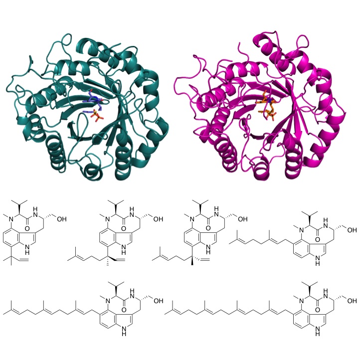 © 2016 Ikuro Abe.二つのプレニル基転移酵素（緑、ピンク）はインドール環の特定の位置に様々な長さのプレニル鎖を転移することができます。