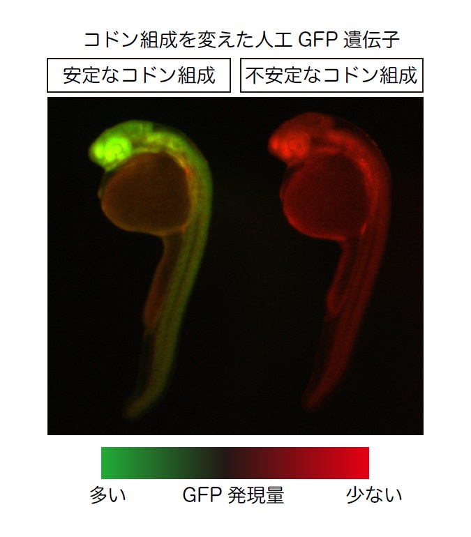 © 2016 Yuichiro Mishima.コドンの組成を変えた2つの人工遺伝子を導入したゼブラフィッシュ胚。安定なコドン組成のmRNA（左）は不安定なコドン組成のRNA（右）より安定なため、より多くの緑色蛍光タンパク質（GFP）を発現します。