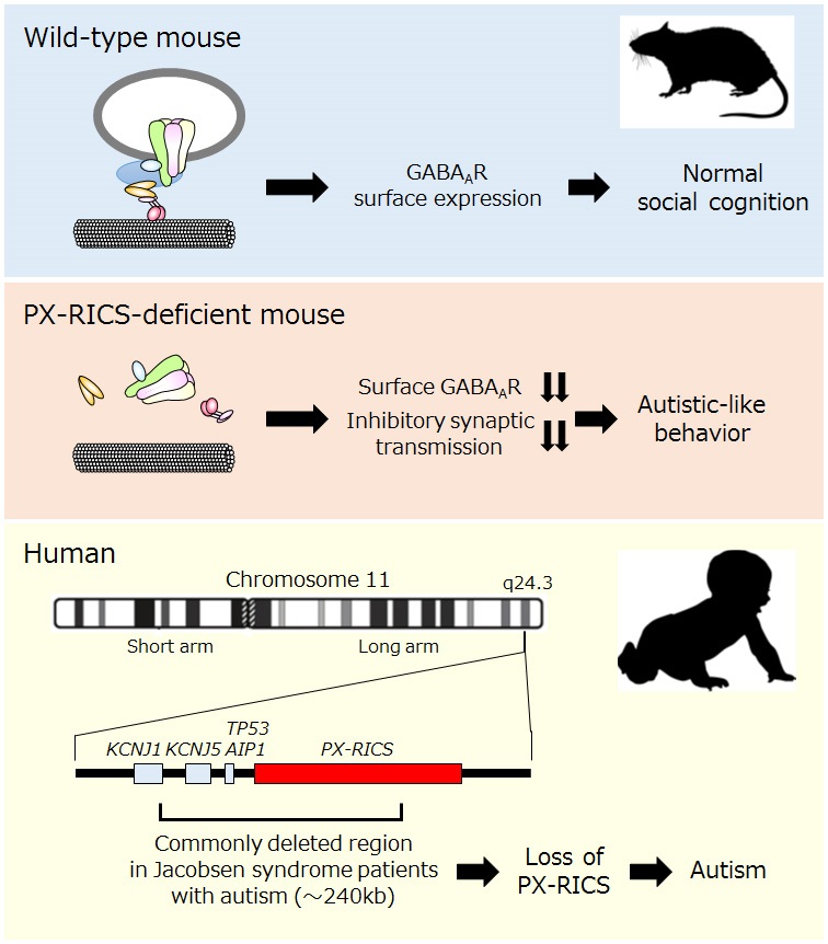 Pathogenetic mechanism of autism elucidated in this study © 2016 Tsutomu Nakamura.In normal wild-type mice, GABAA receptors are transported to and expressed on the neuronal surface by the trafficking mechanism involving PX-RICS, and no social behavioral disorder is seen. Mice lacking PX-RICS show a decrease in GABAA receptor expression on the neuronal surface, resulting in social cognitive disorder and autistic-like behavioral impairments. In humans, Jacobsen syndrome patients with autism share the loss of four genes on chromosome 11, including PX-RICS.