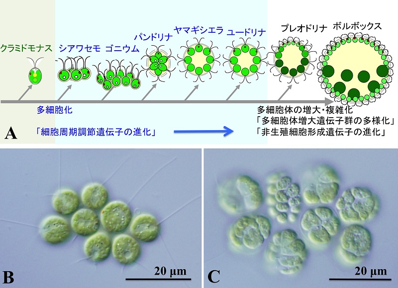 © 2016 Hisayoshi Nozaki, Photo credit: Hisayoshi Nozaki.A. 群体性ボルボックス目の多細胞化。単細胞のクラミドモナス様の生物が2億年で多細胞化し、細胞の役割分担をもつ複雑な多細胞生物であるプレオリナやボルボックスが進化した。今回のゴニウムは細胞の大小・役割分担のない原始的な8または16細胞性の生物である。B.ゴニウムの8細胞体。同じ大きさの2鞭毛型の細胞が8個平面的に並びまとまって遊泳する。C. ゴニウムの生殖。それぞれの細胞が分裂を繰り返して次世代のゴニウムを形成する。
