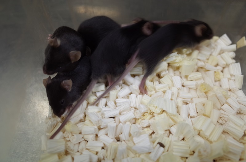 © 2016 Ueda Lab.The genetically modified mice shown in this photo demonstrated shorter sleep hours compared to normal mice without genetic modification.