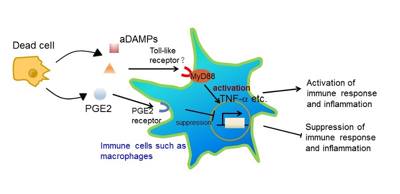 Function of PGE2 released from dead cells © 2016 Sho Hangai.Dead cell-derived PGE2 functions as an inhibitory DAMP (iDAMP). Immune responses to cell death are modulated by an interplay between iDAMP and activating DAMP (aDAMP).