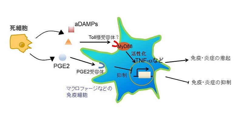 死んだ細胞から放出されるPGE2の働き © 2016 Sho Hangai.死んだ細胞が放出するPGE2 は抑制性のDAMPとして働く。免疫・炎症系は抑制性のDAMPと炎症反応を引き起こすDAMPとの相互作用によって調節される。