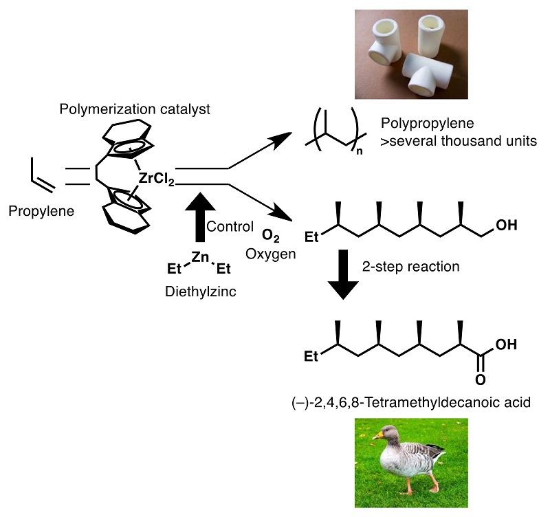 © 2016 Kyoko Nozaki.Oligopropylene, the precursor of the target compound, can be obtained in one step by employing a zirconium catalyst commonly used in propylene polymerization. The target compound, a major component of a wax secreted by graylag geese, was synthesized in three steps by conversion of the obtained oligopropylene.