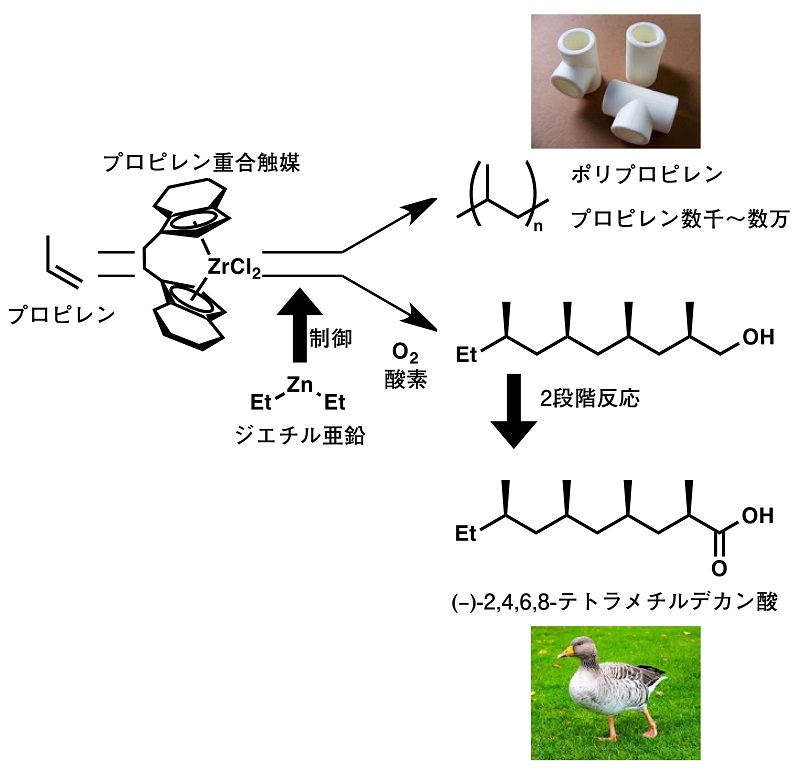 プロピレンの重合触媒を用いたデオキシプロピオナート構造の構築 © 2016 Kyoko Nozaki.ポリプロピレンの合成に使われるジルコニウム触媒を用いることにより、目的物の前駆体となるオリゴマーをプロピレンから1段階で合成しました。得られたオリゴマーを変換することでハイイロガンが分泌する油の成分である化合物を3段階で合成しました。