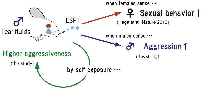 The function of sex pheromone ESP1 © 2016 Kazushige Touhara.The male sex pheromone ESP1 induces sexually receptive behavior in females and also enhances aggression not only in other males but also in the mouse secreting the pheromone.