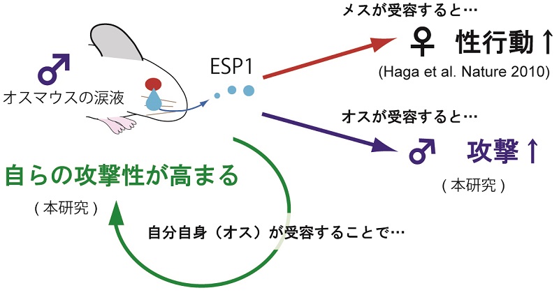 オスらしさを高めるフェロモンの作用をマウスで発見 東京大学