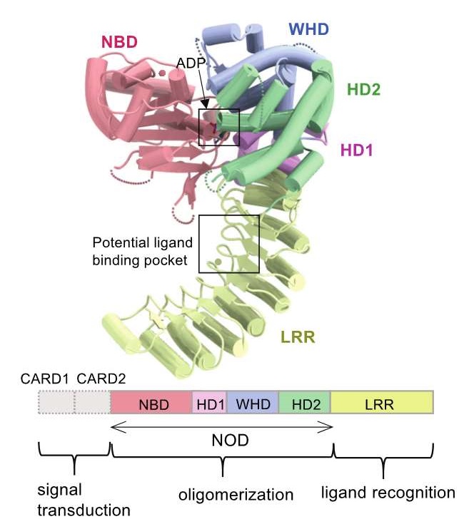 Overall structure of NOD2 © 2016 Toshiyuki ShimizuNOD2 consists of a several subdomains, which are displayed in different colors. The lower panel is a schematic representation of the domain organization of NOD2.