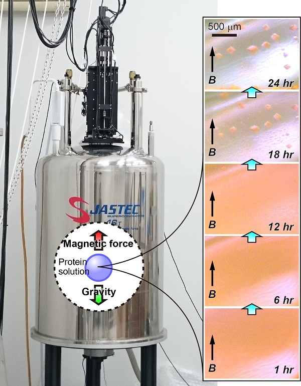 High-throughput and high-quality protein crystal formation system © 2016 Masaru Tanokura.A superconducting magnet system with an in-place and real-time observation device for high-throughput formation of high-quality protein crystals under quasi-microgravity environment created on Earth (left). Time lapse images of crystal growth of a fluorescent protein (right; 1 to 24 hours after the crystallization setup). The magnetic field is directed upwards.