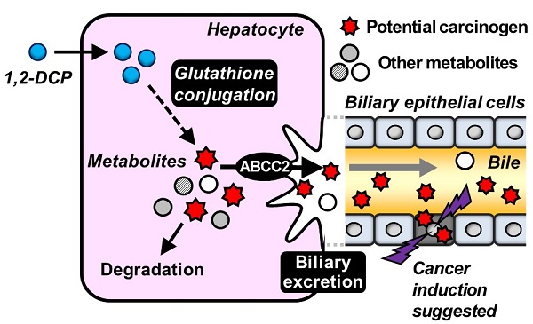 Schematic illustration of metabolism of 1,2-DCP and biliary excretion of carcinogenic metabolite © 2016 Yu Toyoda.1,2-DCP taken up into the body is metabolized in the liver and then excreted into the bile. The metabolites include a carcinogenic substance that is suggested to be the cause of bile duct cancer.