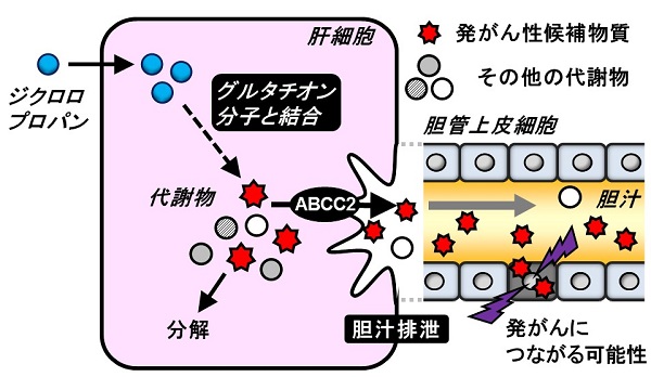 ジクロロプロパンの代謝によって生じる発がん性の候補物質が肝臓から胆汁中に排泄される仕組み © 2016 Yu Toyoda.体内に取り込まれた1,2-ジクロロプロパンは、代謝された後、肝臓から胆汁中へと排泄されます。この代謝物には発がん性候補物質が含まれており、それが胆管がんにつながる可能性が示唆されました。