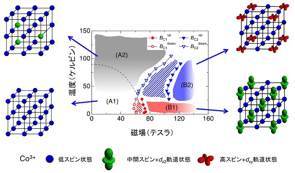 今回解明されたコバルト酸化物(LaCoO3)の磁場温度相図と、各相におけるスピン状態配列の予想模式図 © 2016 Akihiko Ikeda.低温・低磁場領域ではすべてのコバルトイオンが低スピン状態にあります。温度が上がると、中間スピンもしくは高スピン状態がランダムに占有され始めます。100テスラ以上の強磁場をかけると、中間スピン・高スピンの数が増え、空間的にも整列すると考えられます(右上)。このとき、中間スピン・高スピン状態に付随する軌道状態が整列すると予想されます。さらに温度を下げると、別の空間的整列パターンを持つスピン状態・軌道状態が実現する可能性があります(右下)。