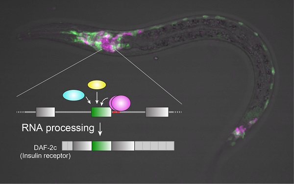 Mechanism by which DAF-2c is produced in specific neurons © 2016 Masahiro Tomioka.A transgenic worm for monitoring DAF-2c production by using fluorescent proteins. DAF-2c is produced in neurons in magenta and not in those in green. The DAF-2c production is regulated at the level of RNA processing.