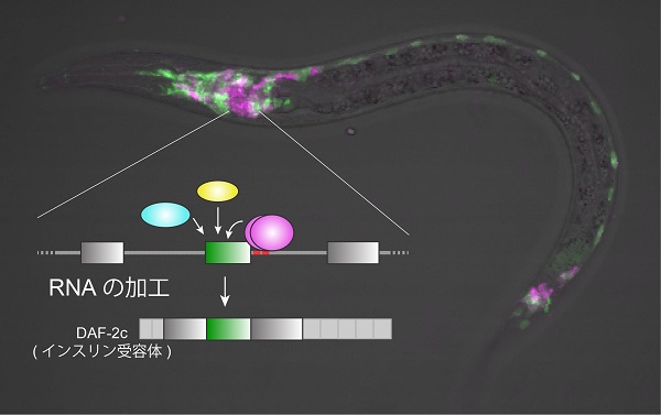 © 2016 富岡 征大線虫の神経系でDAF-2cが作られる神経細胞（赤紫色）と作られない神経細胞（緑色）を蛍光タンパク質で可視化した。DAF-2cはRNA加工法の切り替えにより限られた少数の神経細胞でのみ作られる。
