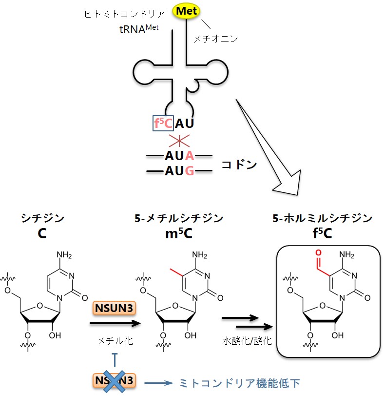 © 2016 Tsutomu Suzuki（図上）ミトコンドリアtRNAMetはアンチコドンにf5C修飾を持つことで、通常のAUGコドンに加え、変則的にAUAコドンもメチオニンとして読み取ることができる。（図下）予想されるf5C修飾の生合成機構。はじめに、今回特定したNSUN3タンパク質がシチジン（C）をメチル化することで5-メチルシチジン（m5C）を形成する。次に未知の酵素によるm5Cが水酸化および酸化され、f5Cが作られる。NSUN3タンパク質を欠損するとf5C修飾が消失し、AUAコドンが読めないことでミトコンドリアの機能が低下する。