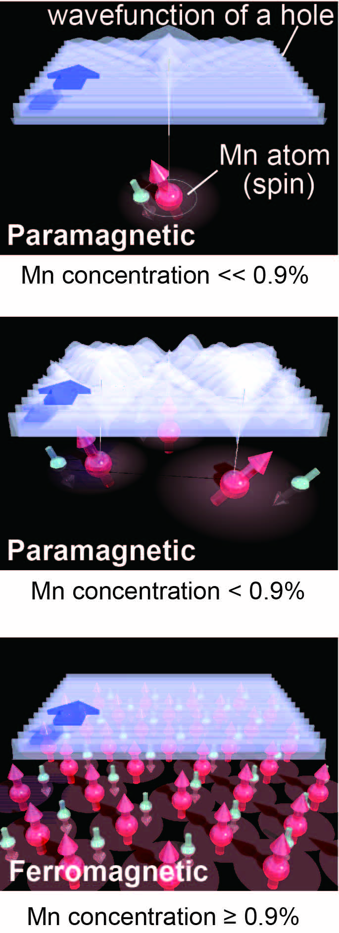 Restoring the disorder of the wavefunction of electrons (holes) by doping magnetic impurities © 2016 Tanaka-Ohya LaboratoryWhen the Mn concentration is less than 0.9%, the wavefunction of holes, which carry an electrical current, is disturbed by the Mn atoms (top). As the Mn content increases, the disturbance of the wavefunction of holes becomes stronger (middle). However, when the Mn concentration becomes more than 0.9%, the disturbance is strongly suppressed and the coherence is enhanced (bottom). This is the behavior opposite to the understanding in the conventional solid state physics.