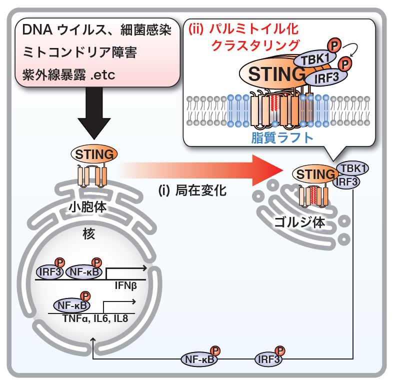 タンパク質STINGはゴルジ体でパルミトイル化されて活性化する © 2016 Kojiro Mukai(i) DNAウイルス感染などが起きると、それに応じてタンパク質STINGはゴルジ体に移動する。(ii)ゴルジ体でタンパク質STINGはパルミトイル修飾を受け、脂質ラフト上でクラスタリングし、下流のシグナル分子(TBK1/IRF3)を活性化する。