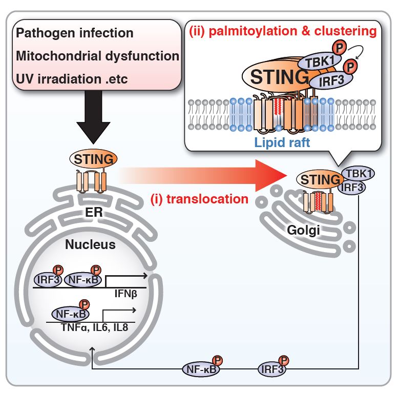 The activation of STING by palmitoylation at the Golgi © 2016 Kojiro Mukai(i) STING translocates from the ER to the Golgi upon infection with DNA viruses. (ii) STING is palmitoylated at the Golgi and clusters in the lipid raft at the Golgi, leading to the activation of downstream molecules (TBK1/IRF3).