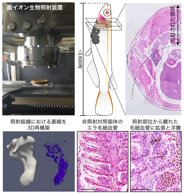 メダカへの重粒子線照射実験のイメージ図 © 2016 浅香 智美放射線を照射できる装置(左上)によってメダカ個体の一部に重粒子線を照射後、メダカの全身を連続的にスライスした切片を作製します。得られた切片から腎臓を3次元的に再構築(左下)すると、重粒子線の照射した部位で血球細胞の減少が観察されました。また、毛細血管の拡張や出血も観察されました。