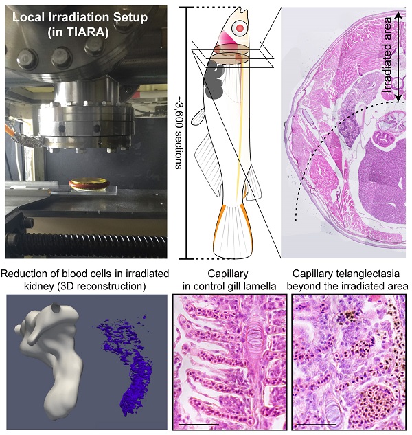 Local heavy particle beam irradiation and analysis © 2016 Tomomi Watanabe-Asaka. (Top left) After irradiation with a heavy particle beam in a device that can irradiate the body, the whole body of the medaka is cut into serial sections. (Bottom left) 3D re-construction of the kidney showed blood cell reduction in the irradiated area. Capillary enlargement and bleeding were also observed.