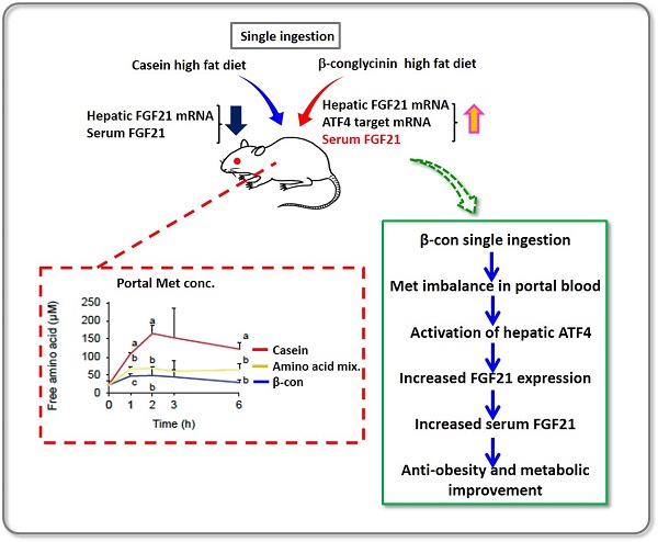 An illustration of β-conglycinin function © 2016 Ryuichiro Sato.The group performed an exhaustive analysis of gene expression changes in the liver of mice 6 hours after being fed just once a meal containing β-conglycinin after fasting. They found a robust increase in FGF21 gene expression in the liver.