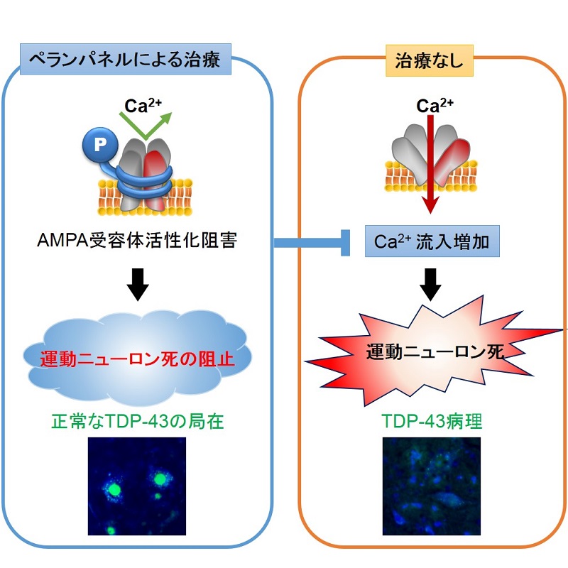 © 2016 Megumi Akamatsu.孤発性ALSの症状を示すマウス群にペランパネルを口から投与した結果、ALSにのみ特徴的に見られる特異的な病理変化であるTDP-43病理の正常化が確認された（左）。一方、何も投与しない群では、TDP-43病理が見られた（右）