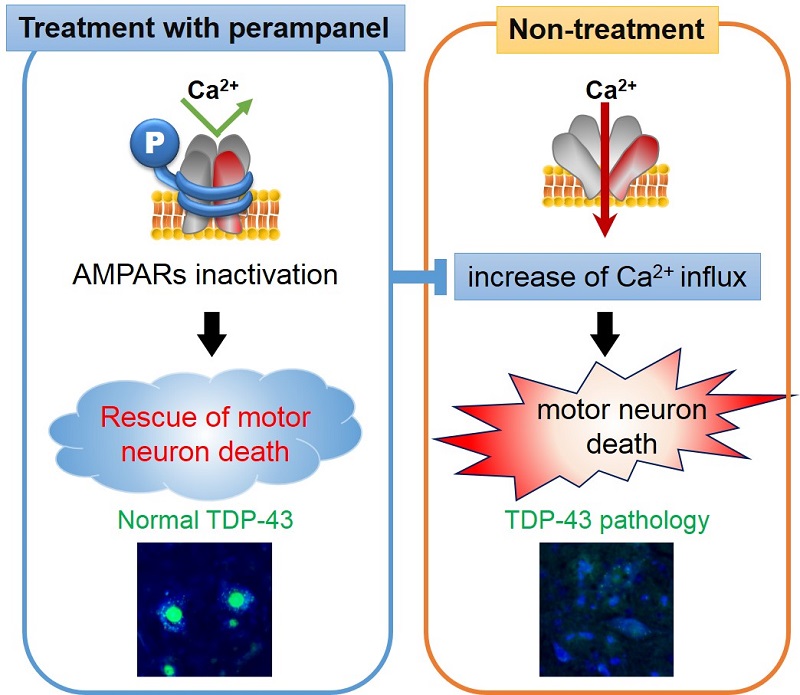 Effect of perampanel (AMPA receptor antagonist) on ALS therapy in mice © 2016 Megumi Akamatsu.Perampanel helped stop motor neuron death associated with TDP-43 pathology in mice with sporadic ALS, which were given the drug orally (left). Mice that were not administered the drug showed signs of the pathology (right).