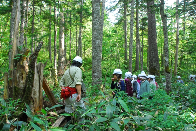 The University of Tokyo Forests2