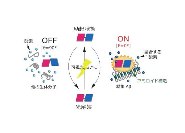 今回開発した光触媒が凝集Aβを区別して酸素化する仕組み © 2016 金井 求光触媒に可視光を当てるとエネルギーの高い状態となり、元の状態に戻る際に、凝集Aβのアミロイド構造(緑)に結合し、光触媒の青と赤で示した面の角度が0度付近に固定されたときのみ、結合する酸素を発生し、凝集Aβを酸素化する。他の生体分子にはアミロイド構造がないため酸素化は起こらない。