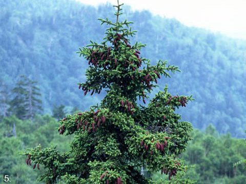 Yezo spruce
