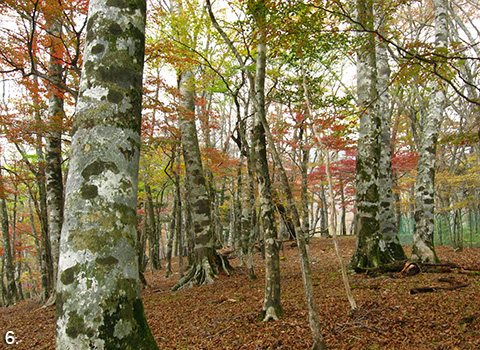 Beech trees in autumn