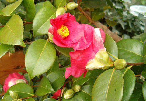 Japanese camellia