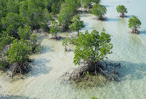 Mangroves