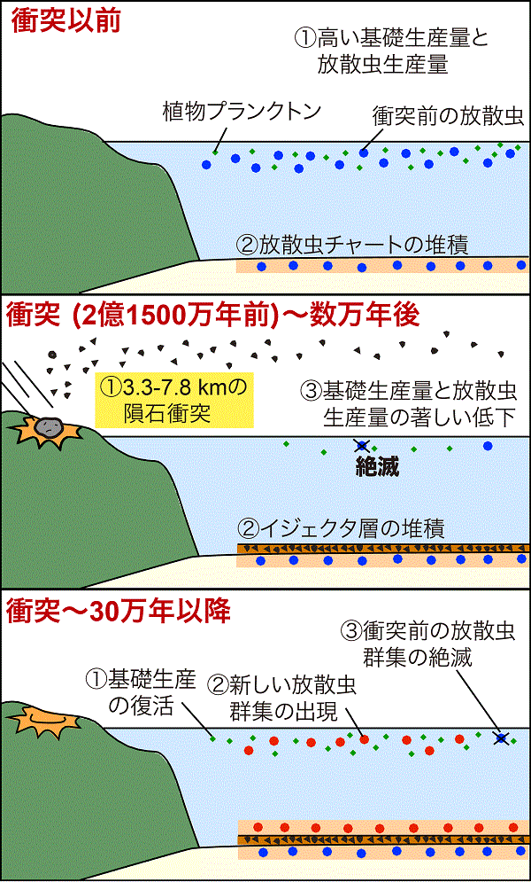 隕石の衝突によって海洋生態系が変化する様子を表した説明図 © 2016 尾上 哲治2億1500万年前の隕石の衝突に伴って、放散虫群集が絶滅する。衝突から約30万年後に新しい種類の放散虫群集が出現する。