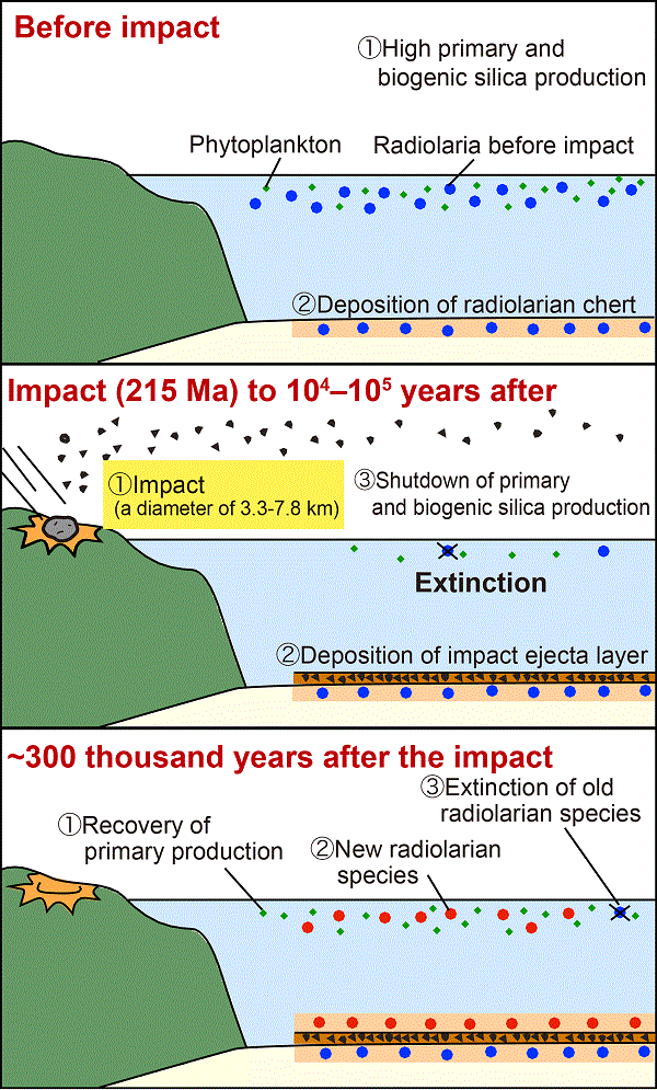 Illustration depicting changes in the marine ecosystem caused by a meteorite impact © 2016 Tetsuji Onoue.A gigantic meteorite impact about 215 million years ago (Ma) causes radiolarian species to become extinct, and new related species emerge about 300,000 years after the impact.