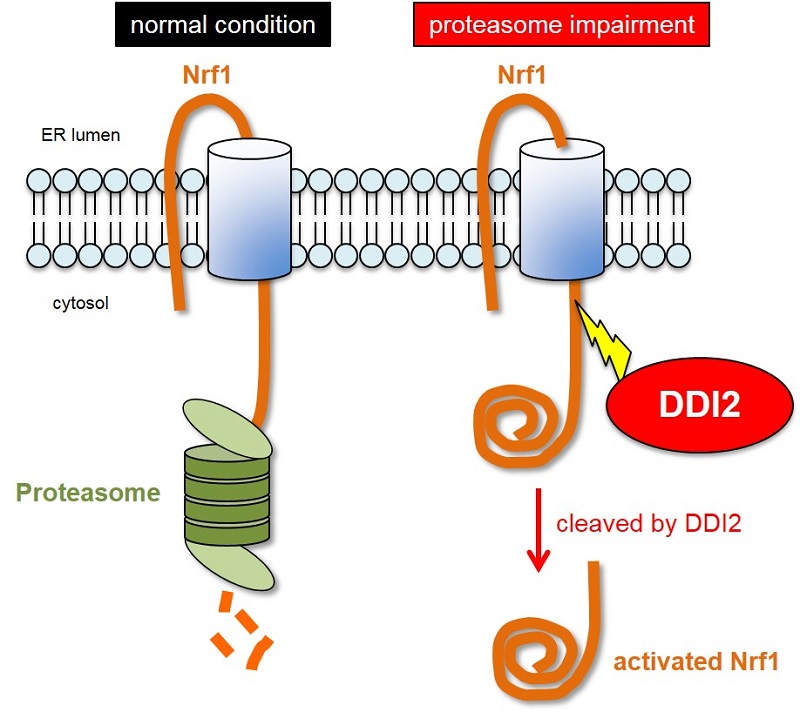 DDI2 promotes production of the proteasome by severing (cleaving) transcription factor Nrf1 © 2016 Shigeo Murata.In normal conditions, the Nrf1 transcription factor is broken down by the proteasome. However, when the proteasome is impaired, Nrf1 accumulates on the endoplasmic reticulum, causing it to become split off by DDI2. The cleaved, or severed, Nrf1 translocates to the nucleus where it acts as a transcription factor and promotes proteasome gene expression.