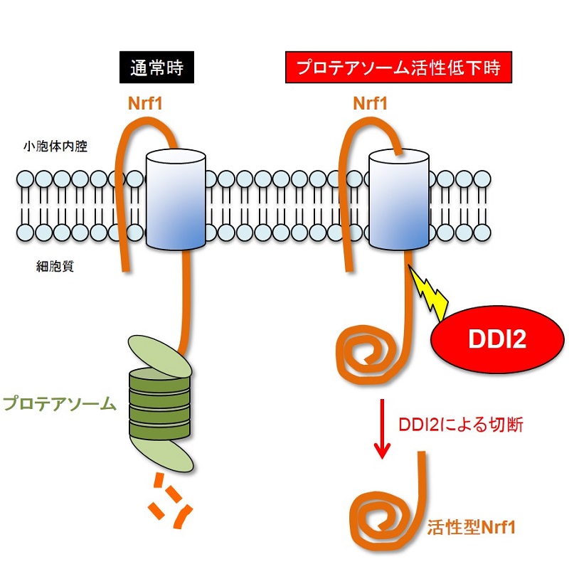 分解 は と タンパク質 酵素