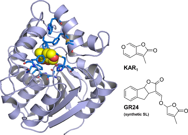 Structure of ShKAI2iB binding karrikin (KAR1) © 2016 Masaru Tanokura. The blue rods represent the amino acid residues enclosing karrikin in the ShKAI2iB protein. The space enclosed by the blue rods is just the right size for karrikin, but too small to accommodate strigolactone (GR24), which is larger than karrikin.