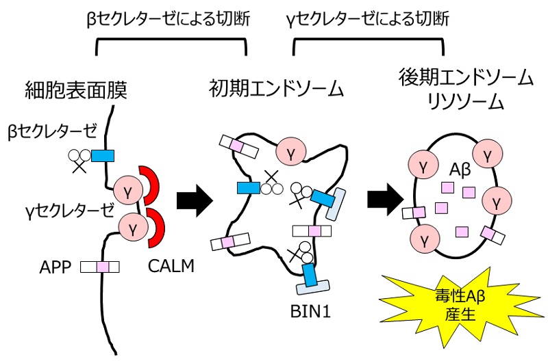 © 2016 富田泰輔アミロイドβを産生する酵素βセクレターゼ、γセクレターゼはそれぞれタンパク質BIN1、CALMによって細胞内の輸送が制御され、その結果、毒性のあるアミロイドβの後期エンドソーム・リソソームにおける産生量に影響する。