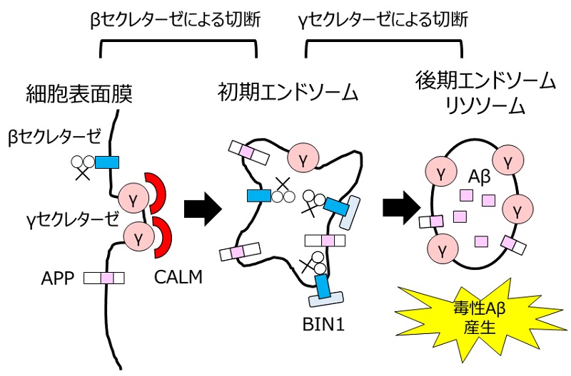 アミロイドβの産生過程と細胞内の輸送 © 2016 富田泰輔アミロイドβを産生する酵素βセクレターゼ、γセクレターゼはそれぞれタンパク質BIN1、CALMによって細胞内の輸送が制御され、その結果、毒性のあるアミロイドβの後期エンドソーム・リソソームにおける産生量に影響する。