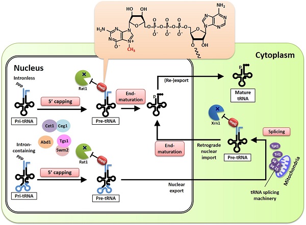 Pre-tRNAs are protected from 5’ exonucleases by 5’ capping during maturation © 2016 Tsutomu Suzuki.Pre-tRNAs with 5’ leader sequences are capped at the 5’ termini by canonical enzymes (Ceg1, Cet1, Abd1, Tgs1 and Swm2), protecting them from 5’ exonucleases (Rat1 and Xrn1). The cap’s chemical structure—7-methylguanosine (m7G)—is depicted in the orange-shaded balloon on top.