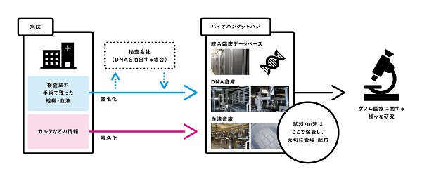 図1:さまざまな患者のDNAサンプル、血清、カルテの情報を、大規模に集約して保管するバイオバンク・ジャパン DNAサンプルが入った試験管は、4℃に冷やされたDNA倉庫で約70万本を保管しています。血清サンプルが入った試験管は、液体窒素を使いマイナス150℃でのべ200万本を保管しています。血清サンプルを間違いなく取り出すためにロボットアームも使います。収集した約23万人のカルテ情報などは大規模なデータベースに大切に保管・管理しています。設立当初から国に求められている「個別化医療への研究を進める”インフラ”」という役割を果たしています。© 2016 東京大学 図1:さまざまな患者のDNAサンプル、血清、カルテの情報を、大規模に集約して保管するバイオバンク・ジャパン DNAサンプルが入った試験管は、4℃に冷やされたDNA倉庫で約70万本を保管しています。血清サンプルが入った試験管は、液体窒素を使いマイナス150℃でのべ200万本を保管しています。血清サンプルを間違いなく取り出すためにロボットアームも使います。収集した約23万人のカルテ情報などは大規模なデータベースに大切に保管・管理しています。設立当初から国に求められている「個別化医療への研究を進める”インフラ”」という役割を果たしています。© 2016 東京大学