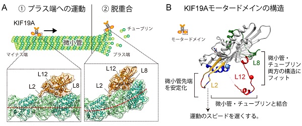 © 2016 廣川信隆(A) KIF19Aは微小管の上をプラス端に向かって進み、プラス端で微小管を脱重合します。微小管の形に合わせてKIF19Aの結合表面の立体構造も変化します。
(B) X線結晶構造解析により明らかになった分子構造と各部位の役割。