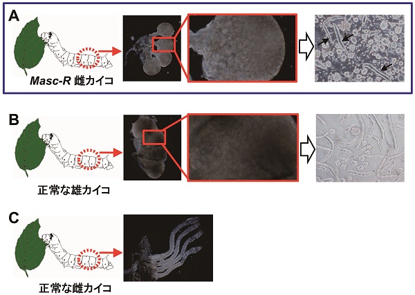 © 2016 鈴木 雅京A. Masc-R遺伝子をもつ雌カイコの卵巣には、精巣によく似た組織がみられた（左写真）。拡大すると、精巣に特有の小胞が無数にみられ（中央写真）、この精巣によく似た組織の中には、たくさんの細長い形状の塊（精子束）がみられた（右写真矢印）。B. 正常な雄カイコの精巣（左写真）は4つの部屋からなり、それぞれの部屋には精子を含む小胞がみられる（中央写真）。精巣には精子束が無数にみられ（右写真）、これら精子束の1つ1つには数百の精子が含まれる。C. 正常な雌カイコの卵巣は4本の細長い管からなる（写真）。