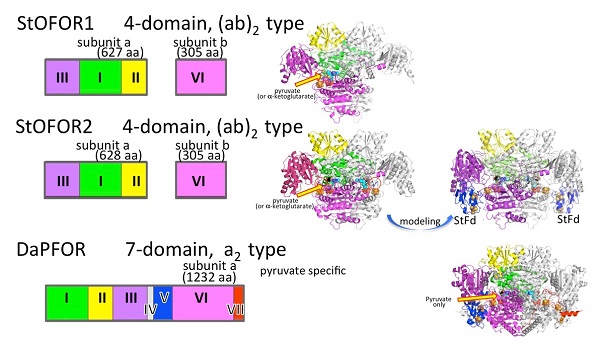 Domain organization and three-dimensional structure of simple oxidoreductase enzymes functioning in primitive metabolic systems © 2016 Takayoshi Wakagi.The three-dimensional structure illustrates why the simpler enzyme StOFOR1 extracted from hyperthermophilic archaeon (archaea microorganisms living above 80 degrees Celsius) shows wider substrate specificity than the DaPFOR enzyme with more complex domain organization.