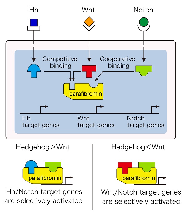 Mechanism of signal integration by parafibromin © 2016 Masanori Hatakeyama.Parafibromin competitively interacts with just one of the transcriptional coactivators, Wnt signal coactivator (red) or Hedgehog signal coactivator (blue); therefore, only one of the target genes of the two signals is transcribed in a mutually exclusive manner. On the other hand, the Notch signal coactivator (green) simultaneously binds to parafibromin with other coactivators, thereby promoting cooperated activation of multiple target genes.