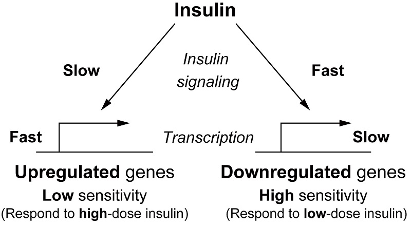 An illustration of putative mechanism where up-regulated and down-regulated genes respond to insulin differently from each other © 2016 Shinya Kuroda.Up-regulated genes may respond to postprandial transient secretion with high dose of insulin, whereas down-regulated genes to fasting sustained secretion with low dose of insulin.