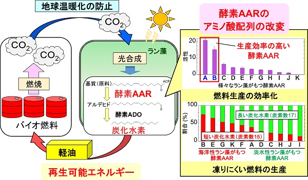 © 2016 Hisashi Kudo, Munehito Arai.ラン藻は光合成によって大気中の二酸化炭素（CO2）を吸収し、軽油に置き換えることのできる炭化水素を生産できる。ラン藻による炭化水素の生産に必要な酵素AARのアミノ酸配列を改変すると、炭化水素の生産を効率化できるだけでなく、生産される炭化水素の長さも調節できる。
