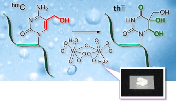 5 hydroxymethylcytosine-specific conversion with peroxotungstate © 2016 Akimitsu Okamoto.A new method for measuring 5-hydroxymethylcytosines (5hmC) on a nucleotide scale in the genome is made possible by converting 5hmC to a thymine derivative (thT) using peroxotungstate, and passing it through DNA sequencing analysis.